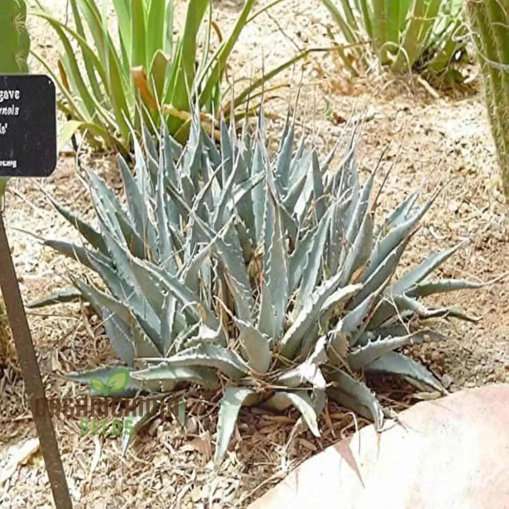 Green Agave utahensis Plant Seeds, Hardy Desert Succulents, Striking and  Resilient Garden, Easy-to-Growing plant