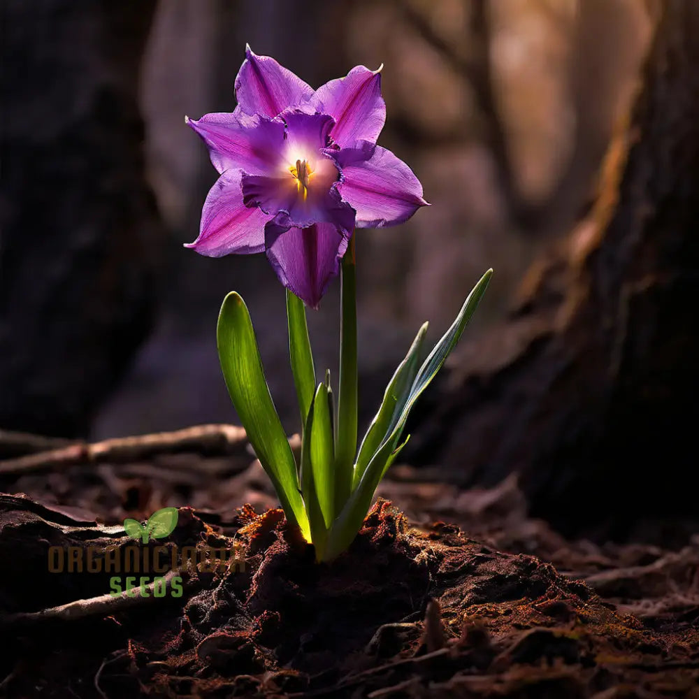 Are Daffodils Seeds Or Bulbs? Unveiling the Growing Mystery