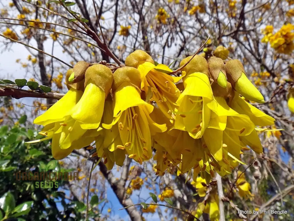 sophora microphylla