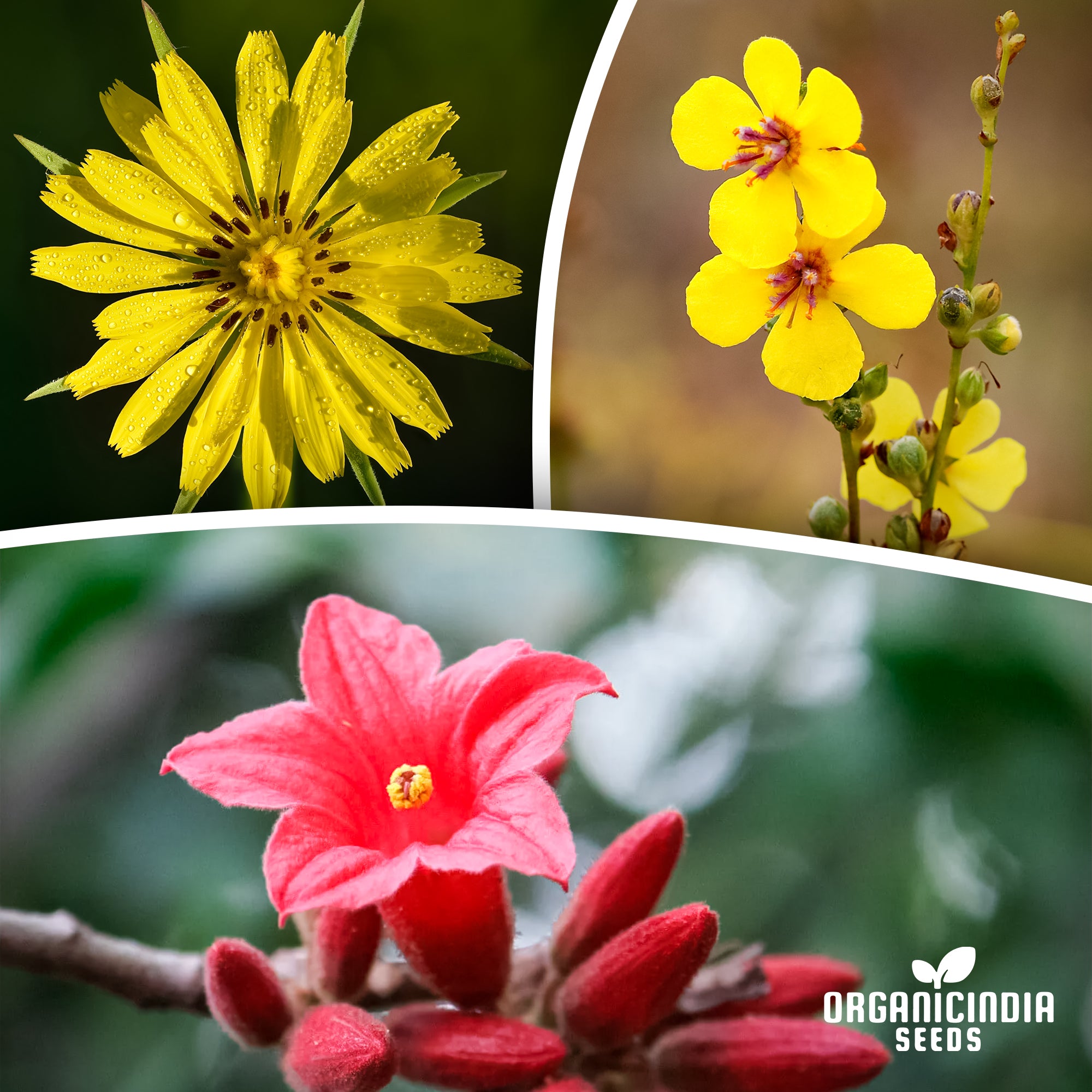 "How to Create a Wildflower Meadow in Your Backyard"