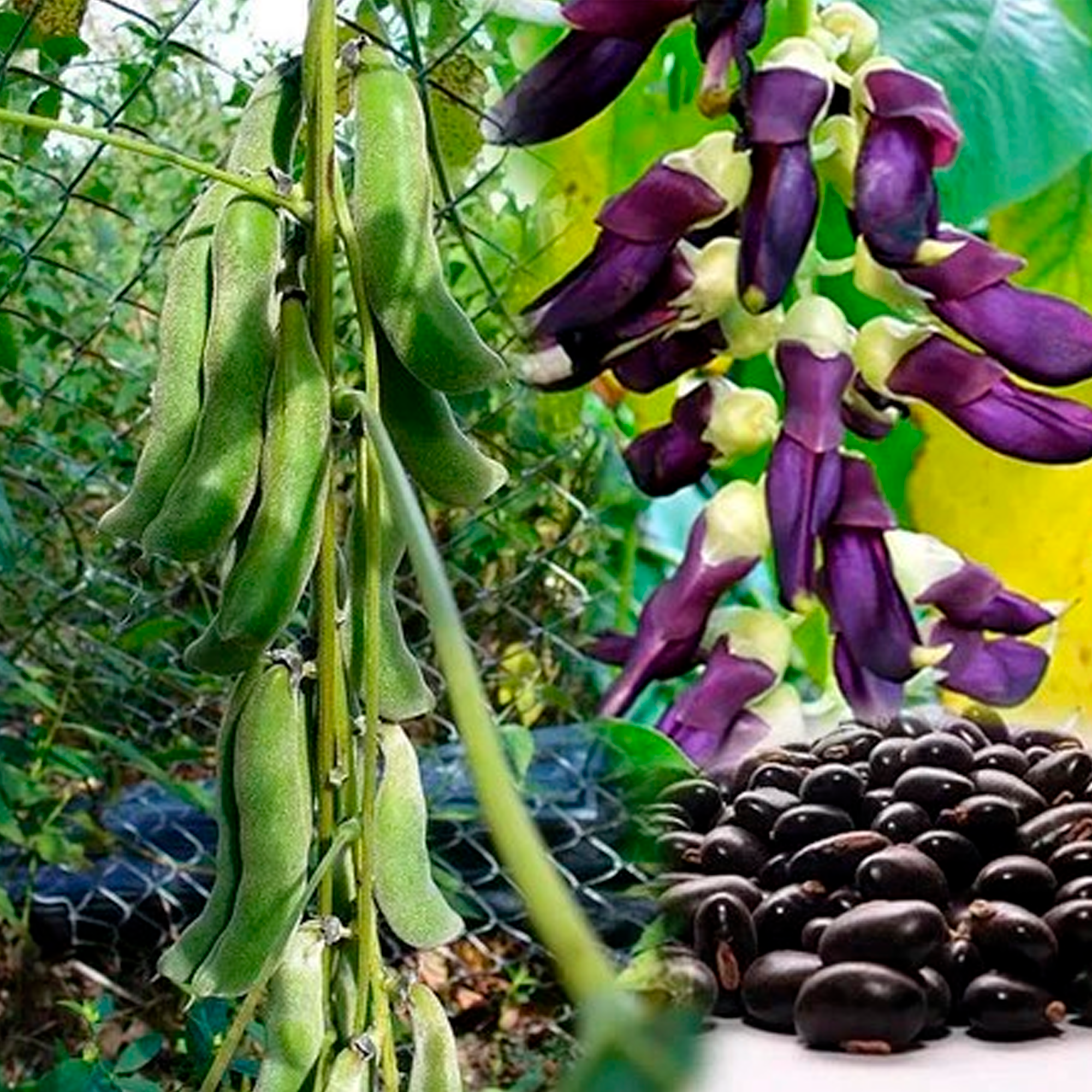 How Velvet Bean Seeds Enhance No-Dig Gardening: Boost Soil Health Without Tilling