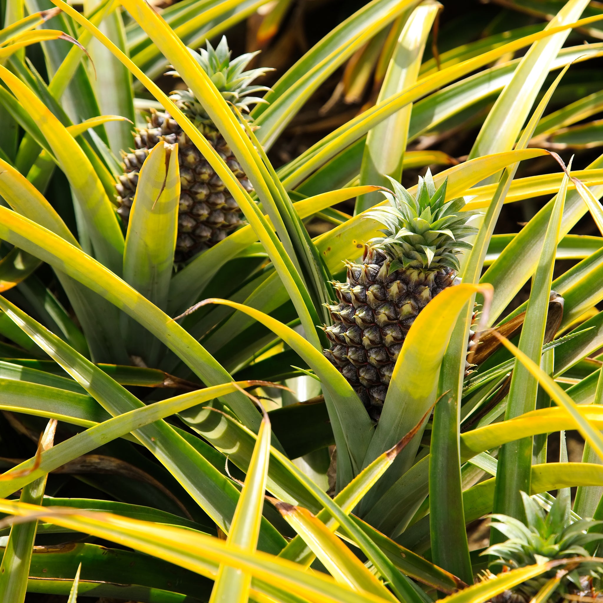 How to Grow Delicious Pineapples Right in Your Own Home