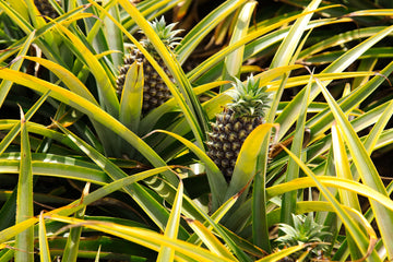 How to Grow Delicious Pineapples Right in Your Own Home