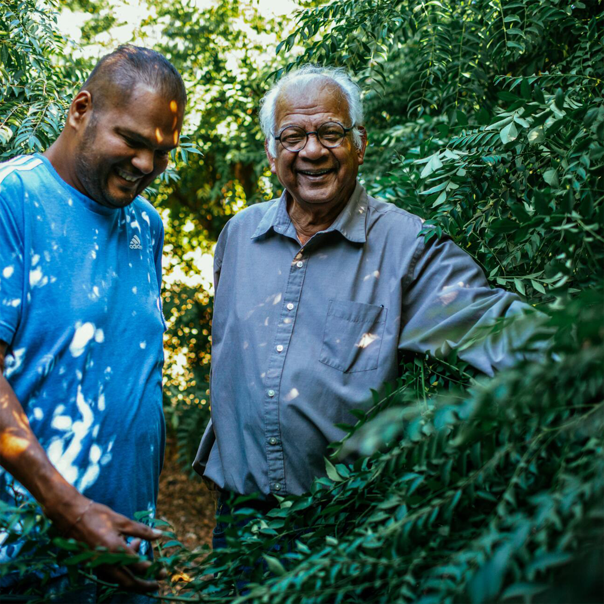 Cultivating Curry Leaf Seeds for a Thriving Garden and Farm