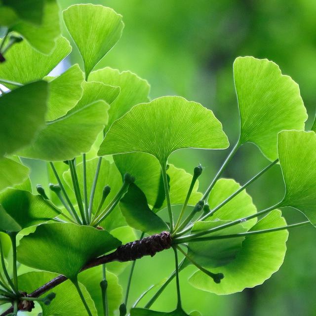 Understanding the Male vs. Female Ginkgo Biloba Trees