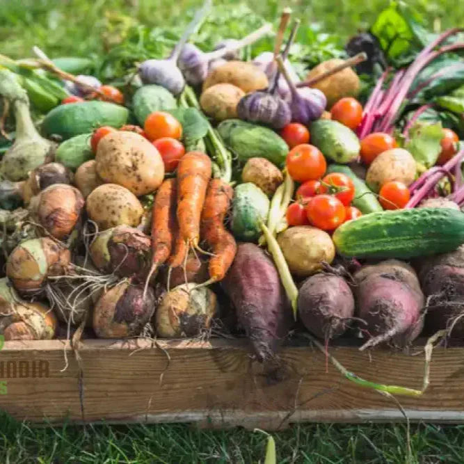 How to Start a Vegetable Garden: A Step-by-Step Guide