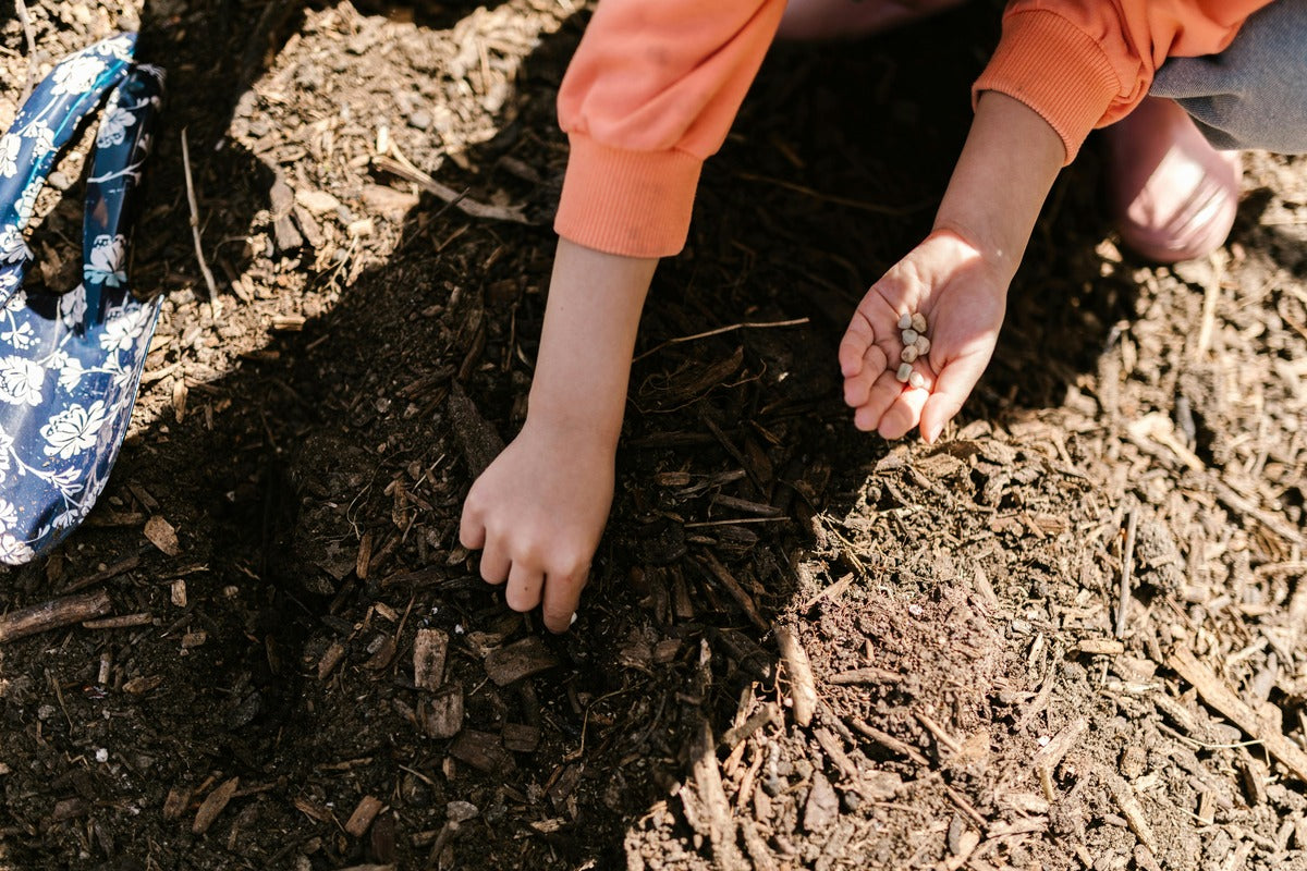 Garden Seeds