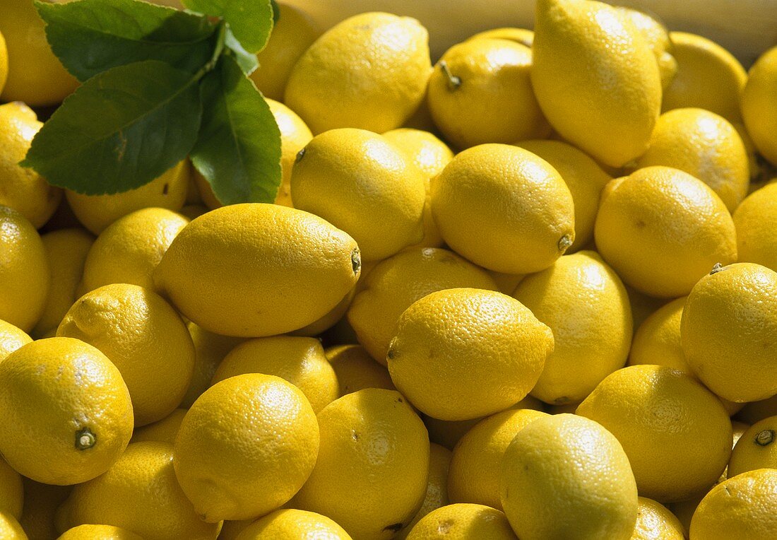 Primofiori Lemon Seeds for Planting – Grow Juicy Citrus Trees at Home