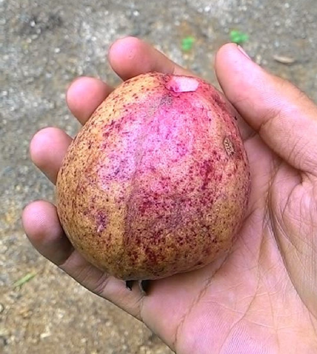 Thai Maroon Guava Seeds – Exotic Red-Skinned Tropical Fruit for Planting