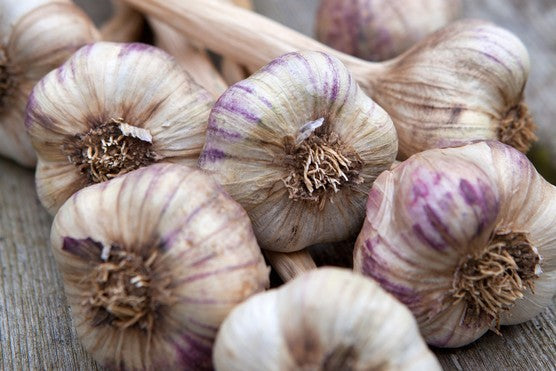 Garlic Maddock: Premium Organic Gardening Bulbs for Robust Growth and Flavorful Harvest - Perfect for Home Gardeners and Enthusiasts