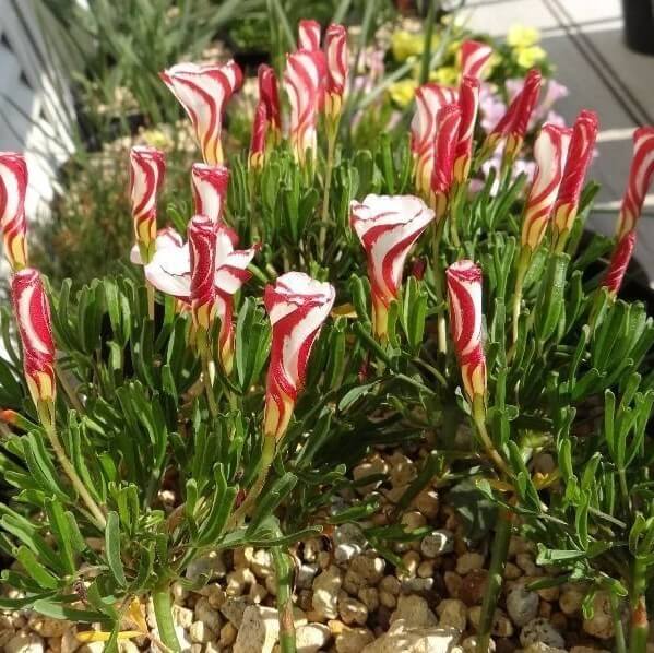 Candy Cane Sorrel Flower Seeds (Oxalis Versicolor) for Planting - 100 pcs - Flower seeds