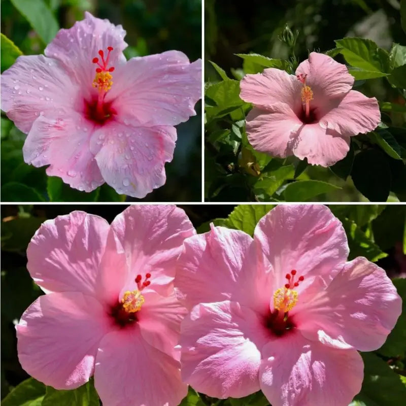 "Salmon Pink Hibiscus Seeds, Planting - 100 pcs" - Flower seeds