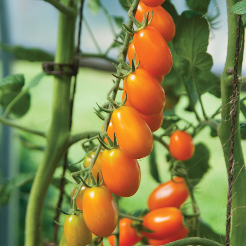 Tomato LIZZIE BELL Vegetable seeds, offering a delightful opportunity to grow flavorful