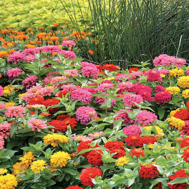 State Fair Mix Zinnia Seeds | Giant, Colorful Blooms for Stunning Gardens