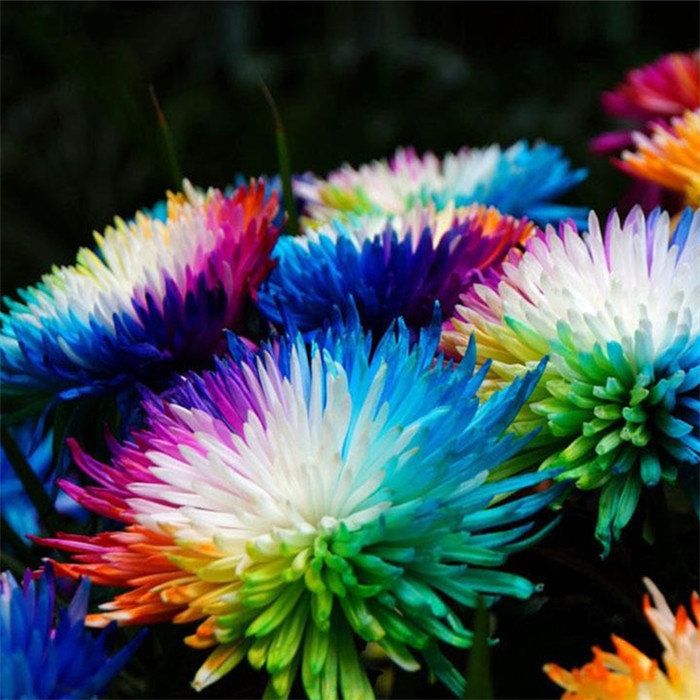 Rainbow Gerberas Exotic Flower Seeds for Planting, Cultivating a Stunning Array of Colorful Blooms in Your Garden