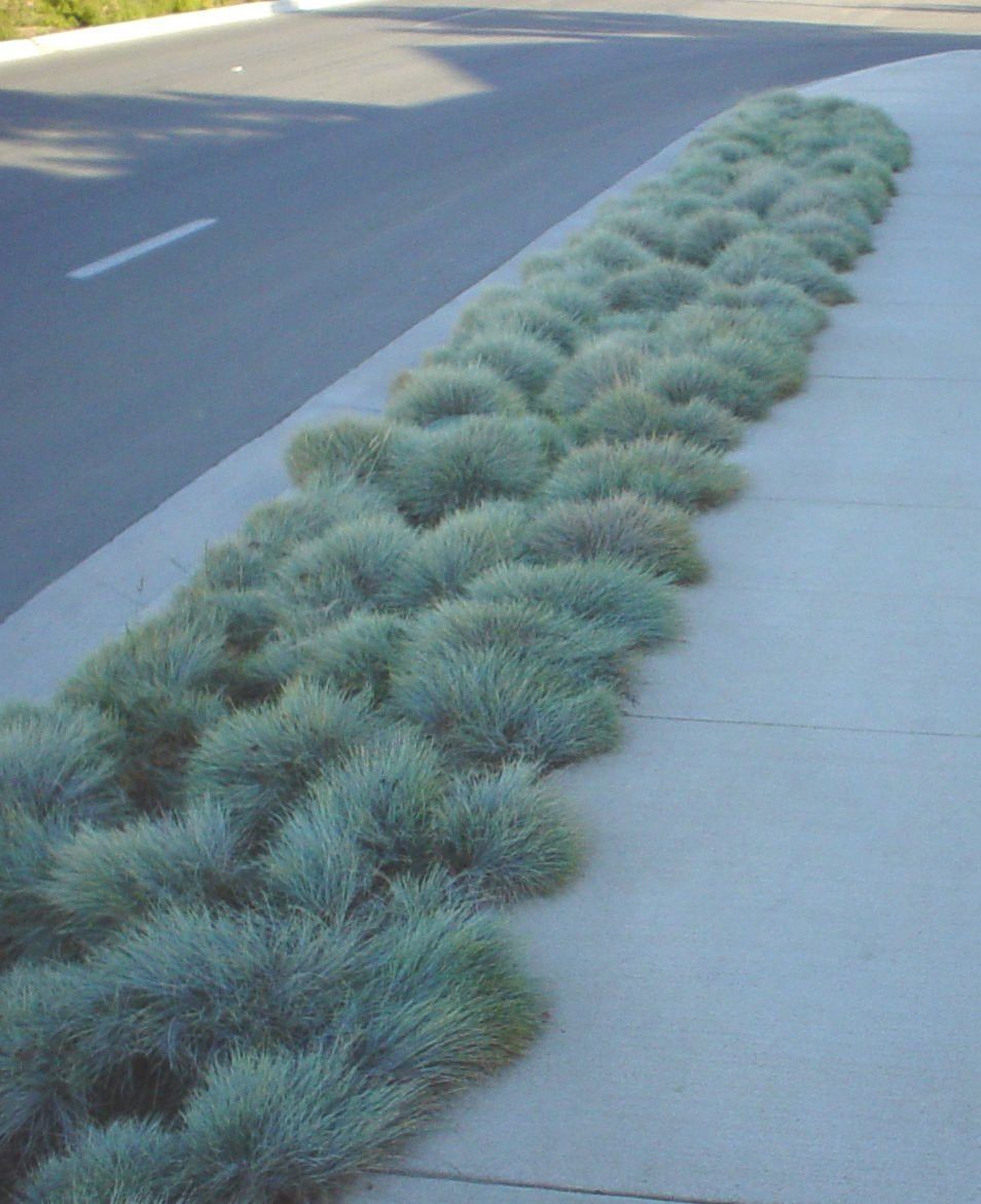 Blue Fescue Ornamental Grass Seeds - Festuca Perennial, Drought Tolerant, Sun or Shade - 50+ Pieces