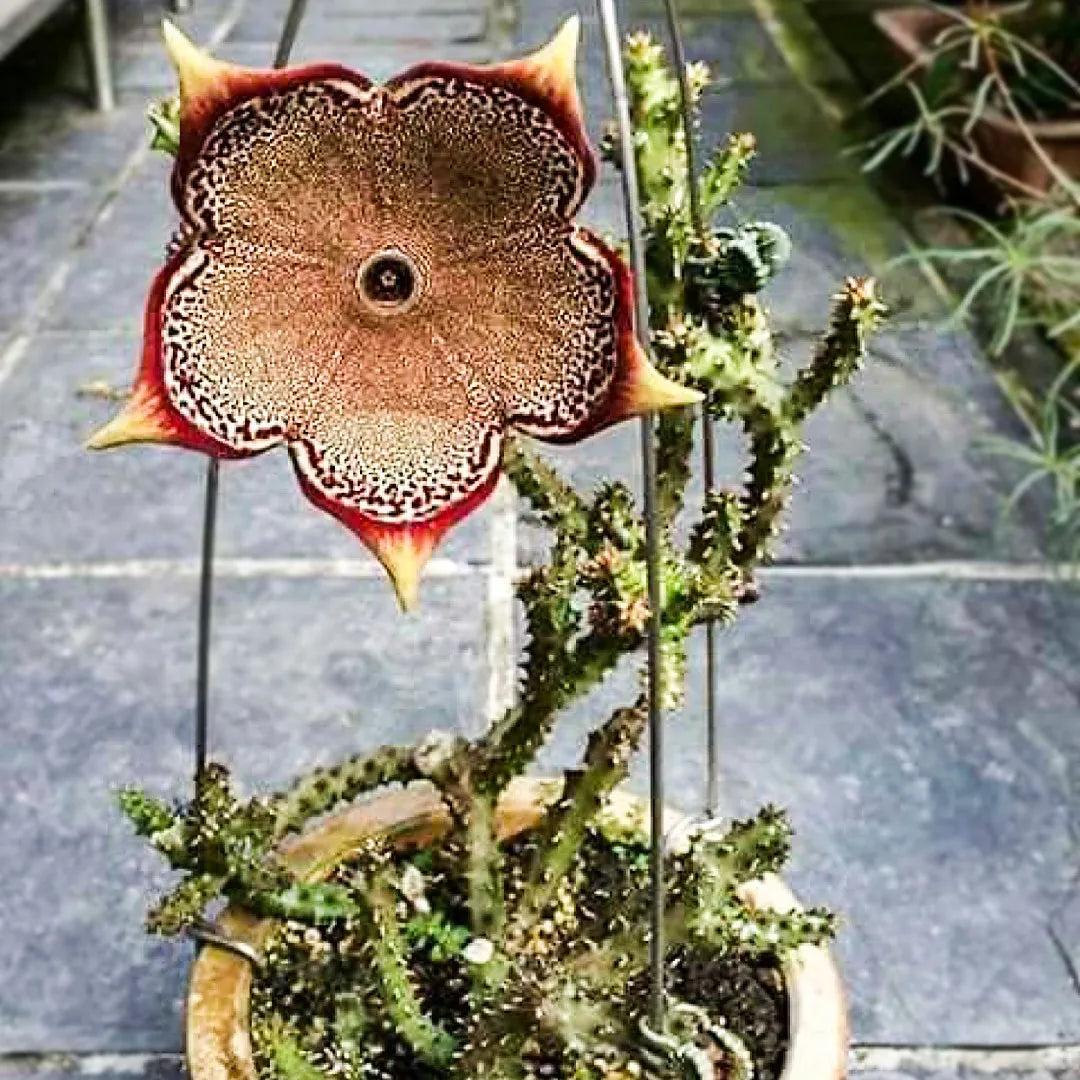 Edithcolea Grandis - Persian Carpet Flower - Unique, Succulent Seeds