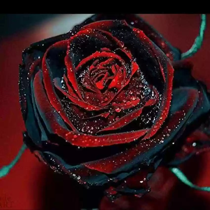 Black Rose with Red Edge Flower Seeds for Planting - 100 pcs - Flower seeds