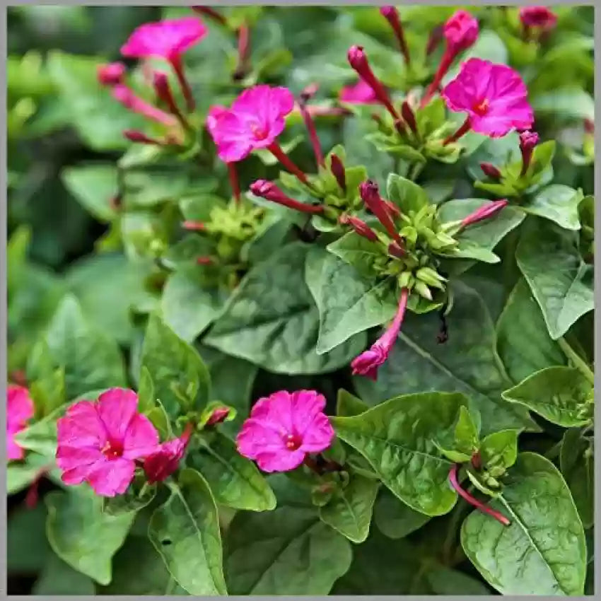 "Mirabilis Four O'Clock Tea Time Mix Flower Seeds, Planting - 100 pcs" - Flower seeds