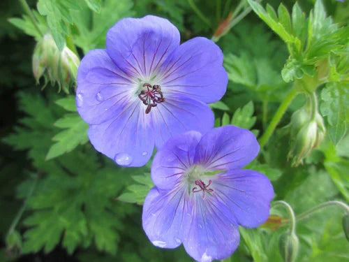 "Geranium Flower Seeds, Planting, 100 pcs" - Flower seeds