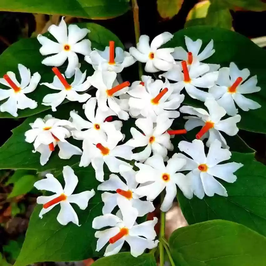 Night-Flowering Jasmine Flower Seeds for Planting - 100 pcs - Flower seeds