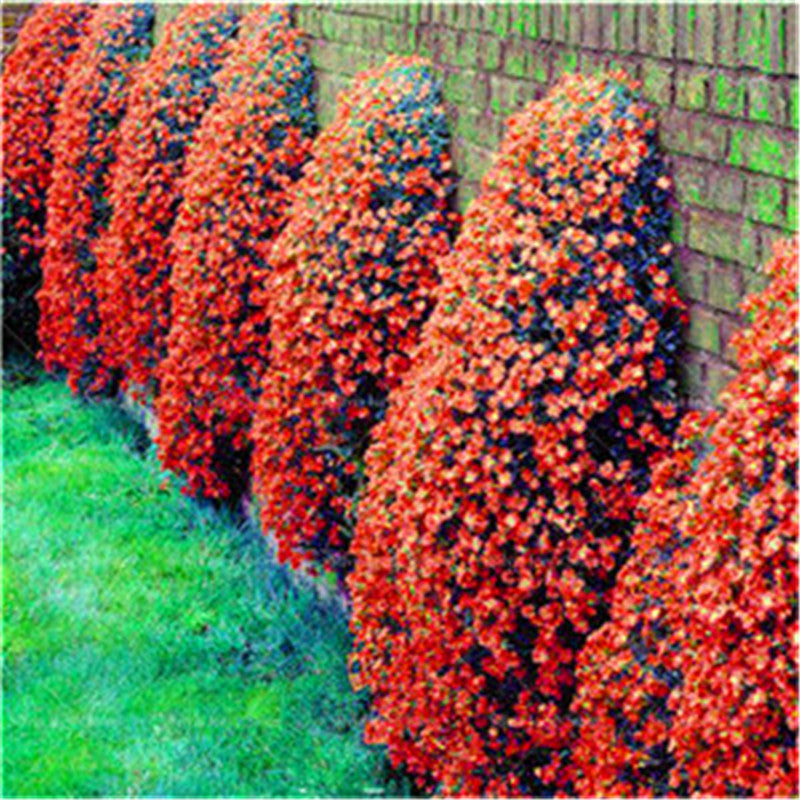 Orange Creeping Thyme Seeds - Non-GMO, Perennial, Fragrant & Low Maintenance Herb Seeds for Home Garden 100Pcs