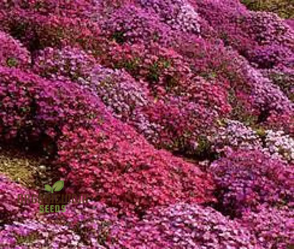 100 Aubrieta Rock Cascade Flower Seeds Dark Pink For Planting