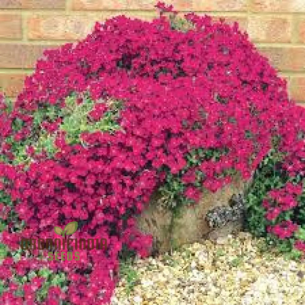 100 Aubrieta Rock Cascade Flower Seeds Dark Pink For Planting