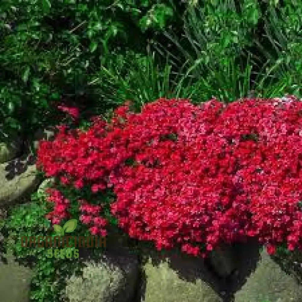 100 Aubrieta Rock Cascade Flower Seeds Dark Pink For Planting