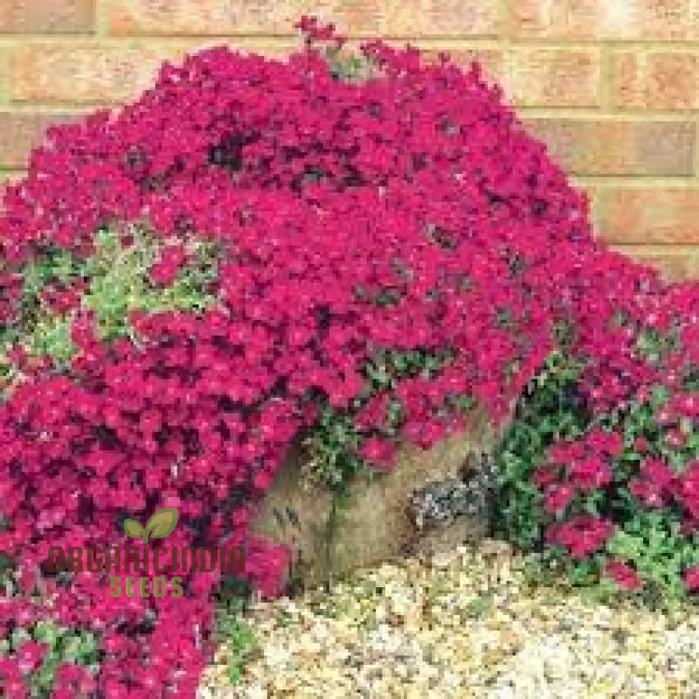 100 Aubrieta Rock Cascade Flower Seeds Dark Pink For Planting