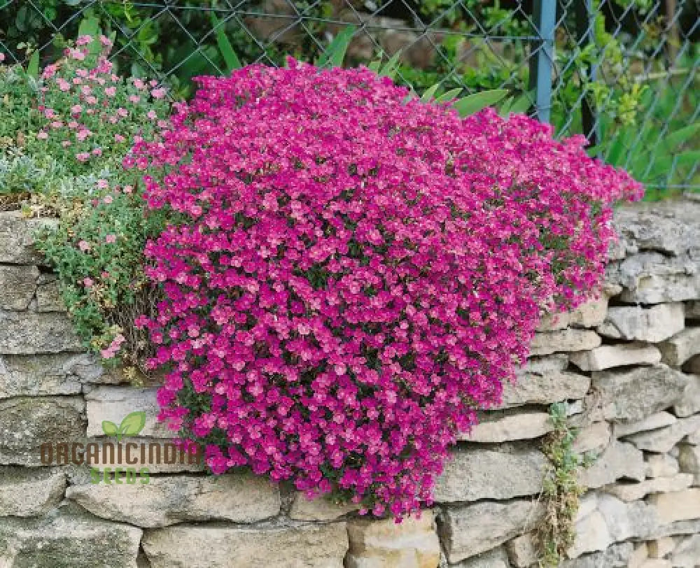 100 Aubrieta Rock Cascade Flower Seeds Dark Pink For Planting