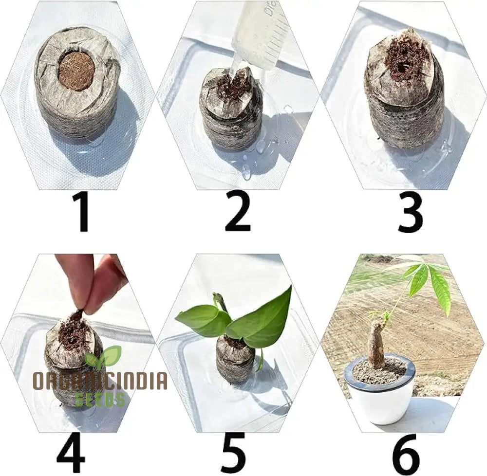 100 Pcs 30Mm Peat Pellets Seed Starter Kit - Compressed Soil Pods For Vegetable Seedlings Includes