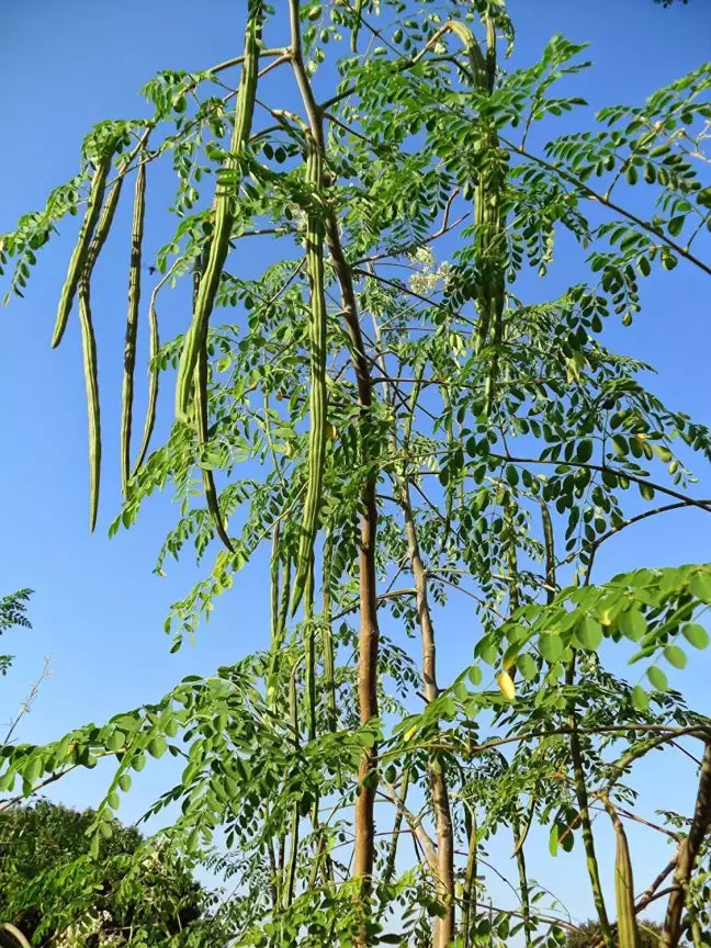 Moringa Seeds Organic PKM1 Variety - Large Size Malunggay, Shobhanjana, Miracle Tree, Drumstick Tree | Non-GMO 50 pcs