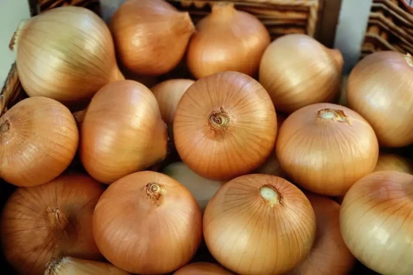 Überwintern Sie japanische Zwiebelsamen – Verbessern Sie Ihre Gartenarbeit mit widerstandsfähigen, aromatischen Zwiebeln für alle Jahreszeiten!