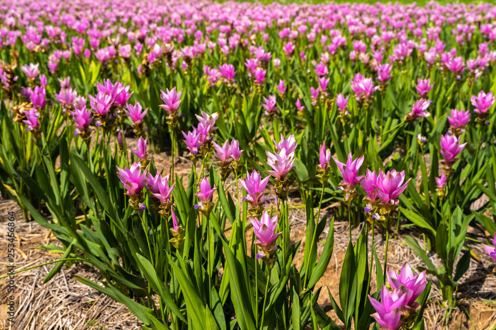 Curcuma Thailand Pink Seeds for Planting - 100 pcs - Flower seeds