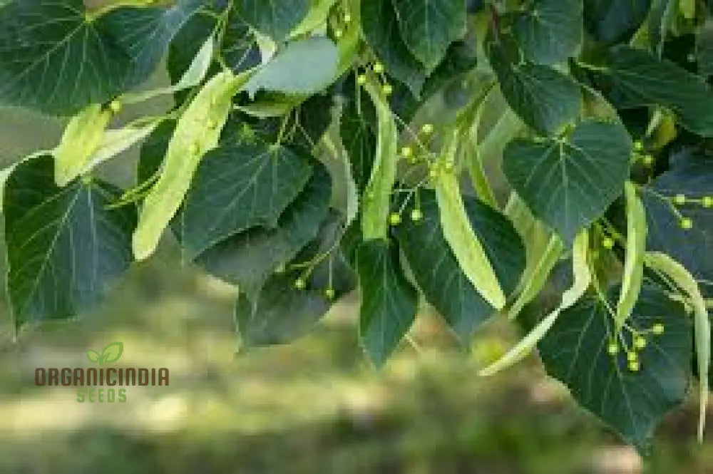 100Pcs American Basswood Seeds Premium