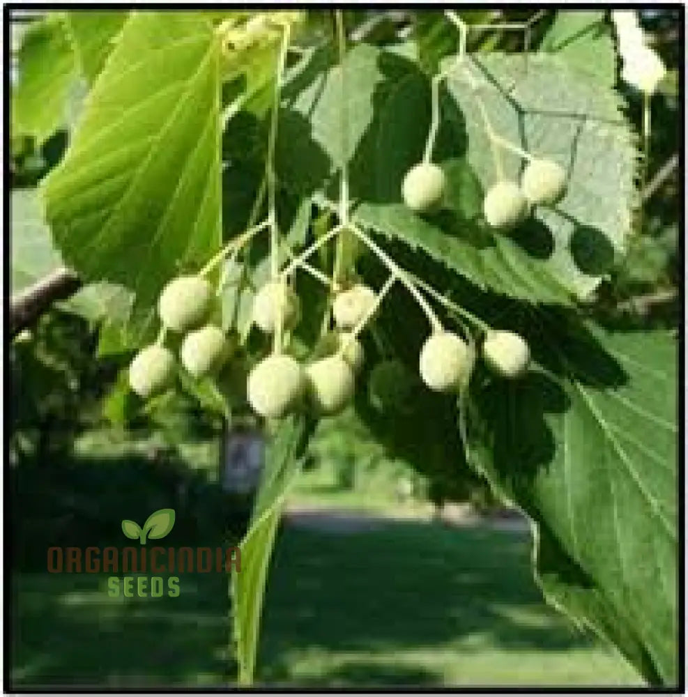 100Pcs American Basswood Seeds Premium