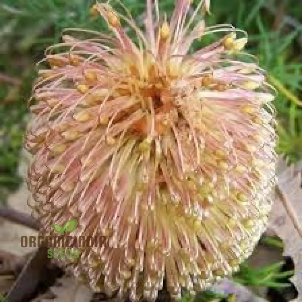 100Pcs Banksia Spinulosa Plant Seeds Pack Of 100 Generic