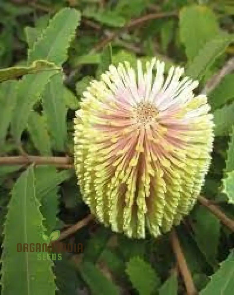 100Pcs Banksia Spinulosa Plant Seeds Pack Of 100 Generic