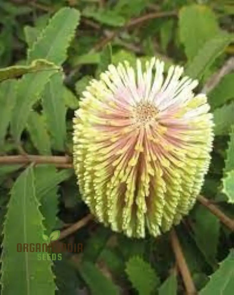 100Pcs Banksia Spinulosa Plant Seeds Pack Of 100 Generic