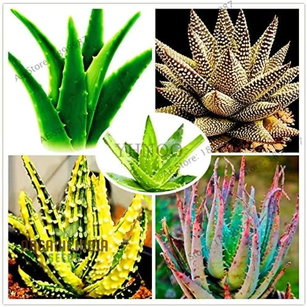 100Pcs Edible Aloe Vera Seeds Multi-Color