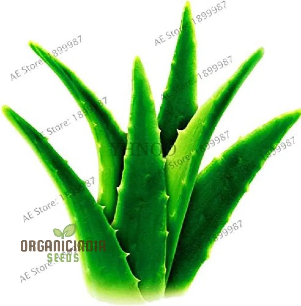 100Pcs Edible Aloe Vera Seeds Multi-Color