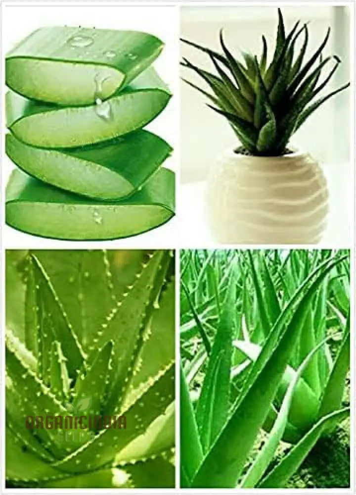 100Pcs Edible Aloe Vera Seeds Multi-Color