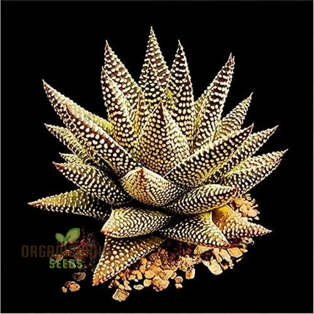 100Pcs Edible Aloe Vera Seeds Multi-Color