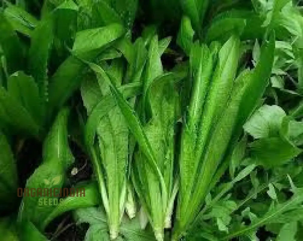 100Pcs Green Yau Mak Choiplant Seeds Generic Fresh For Planting Leafy Greens