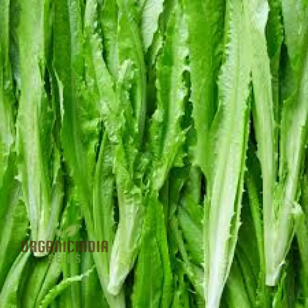 100Pcs Green Yau Mak Choiplant Seeds Generic Fresh For Planting Leafy Greens