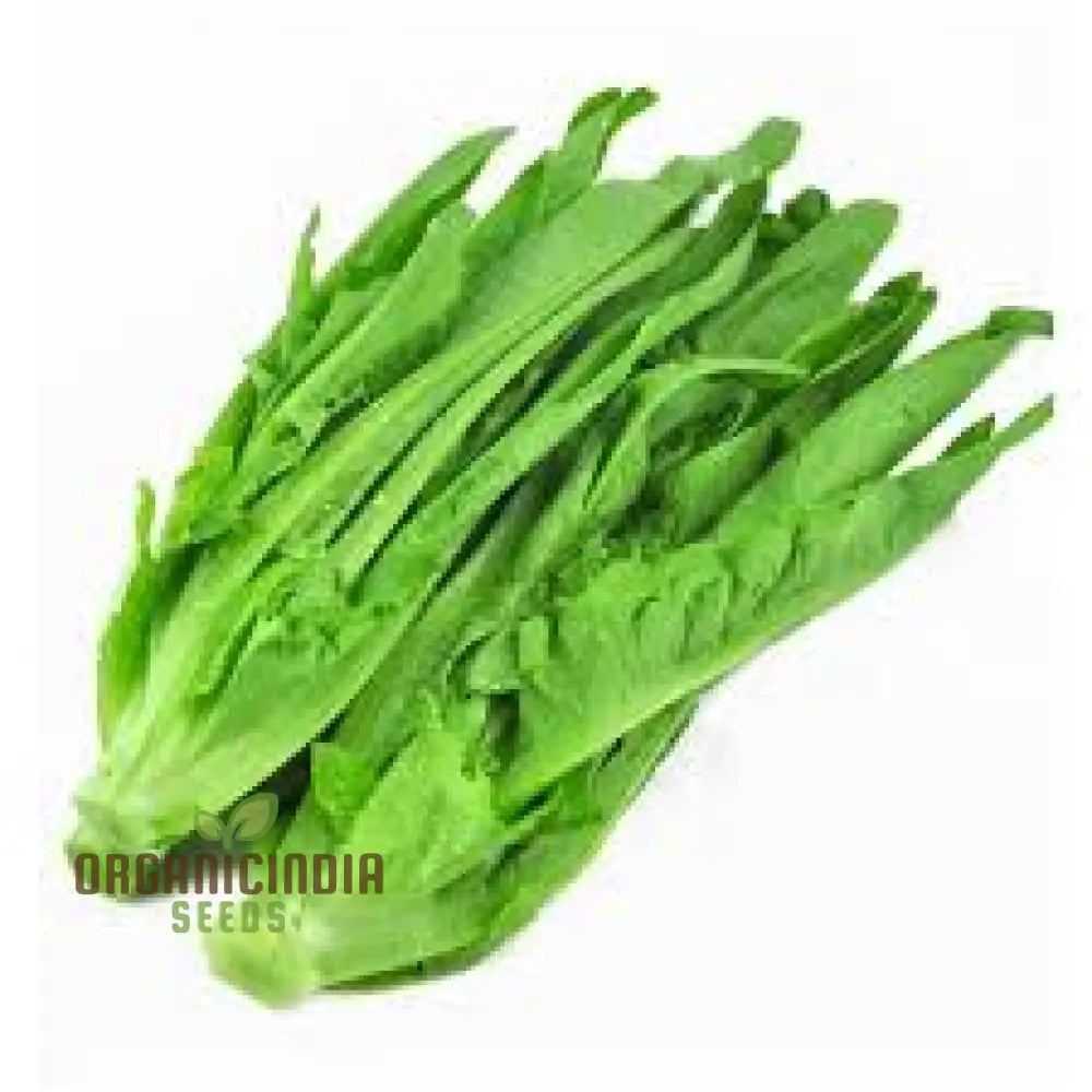 100Pcs Green Yau Mak Choiplant Seeds Generic Fresh For Planting Leafy Greens