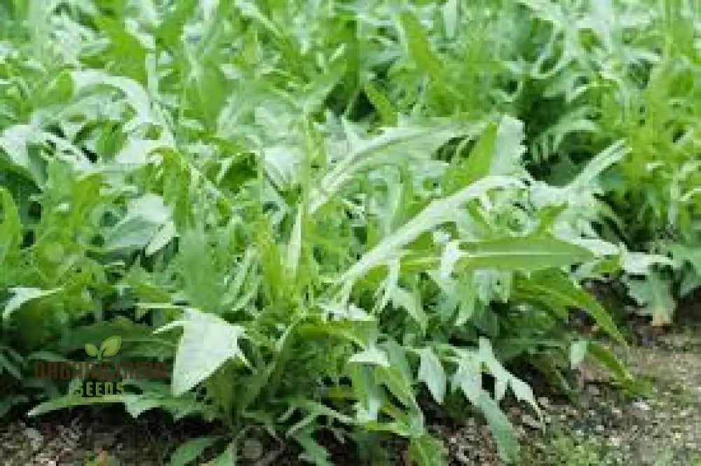 100Pcs Green Yau Mak Choiplant Seeds Generic Fresh For Planting Leafy Greens