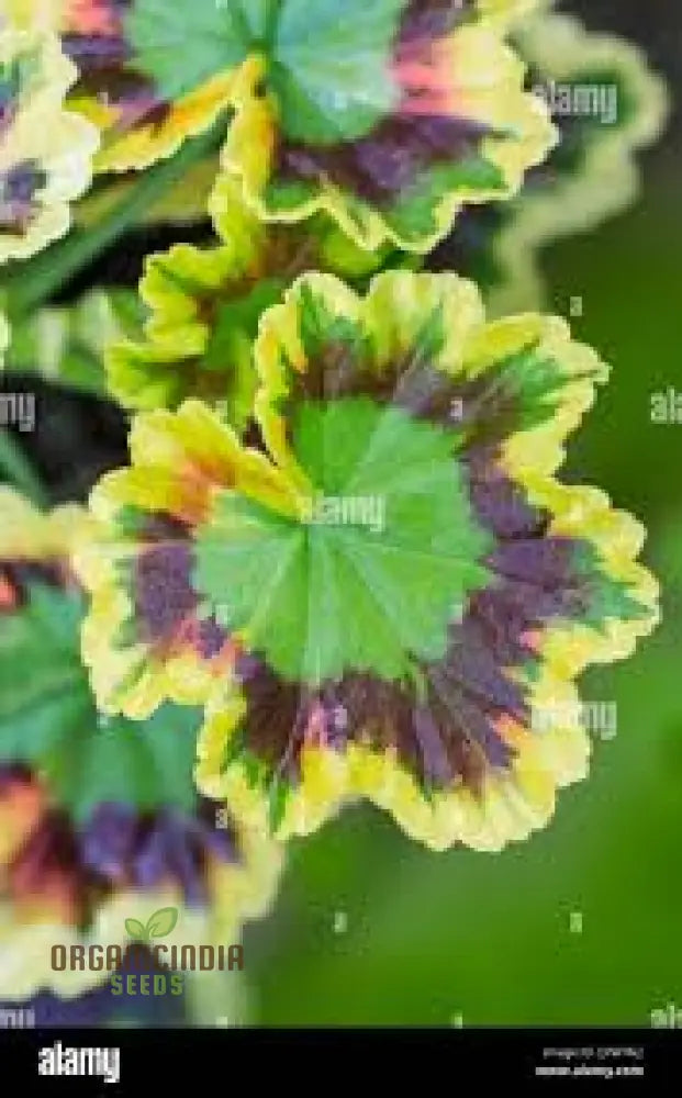 100Pcs Mixed Variegated Geranium Plant Seeds Premium Alliums