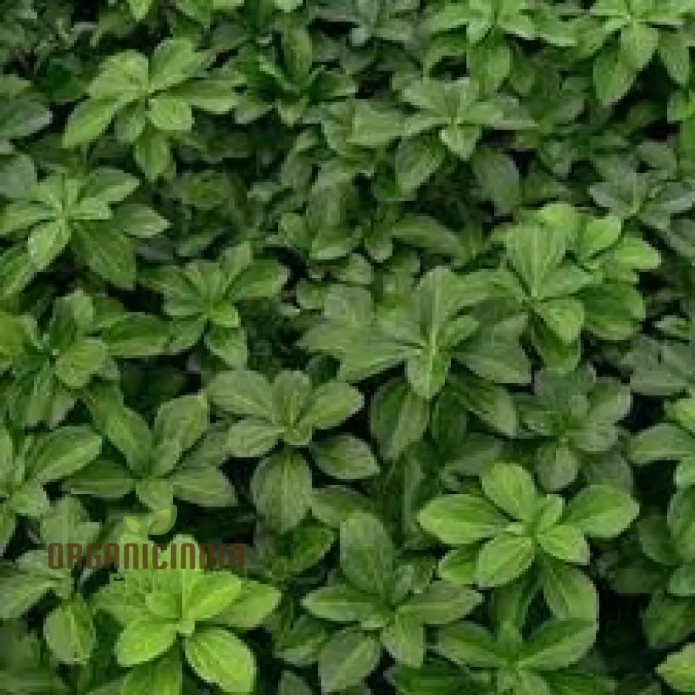 100Pcs Of New Fresh Pachysandra Plant Seeds: Grow Your Garden With Vibrancy